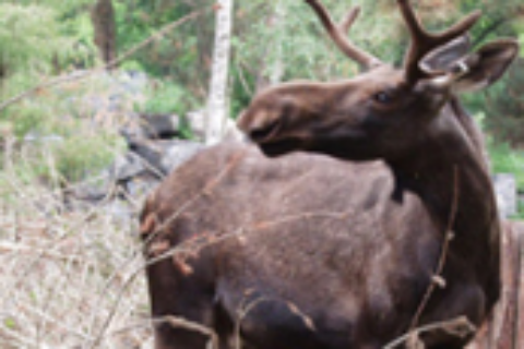 加拿大旅游攻略